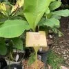 1 Very Dwarf Cavendish Banana (VDCB) Plant -Garden Fresh Shop VDCB2