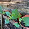 Vietnamese Fish Mint Plant -Garden Fresh Shop Viet Mint 1