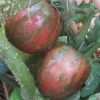 Tomato Violet Jasper Seeds -Garden Fresh Shop Violet Jasper