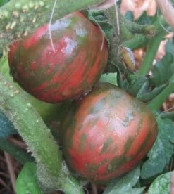 Tomato Violet Jasper Seeds