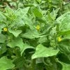 Tetragonia Tetragonioides – Warrigal Greens Seeds -Garden Fresh Shop Warrigal Greens