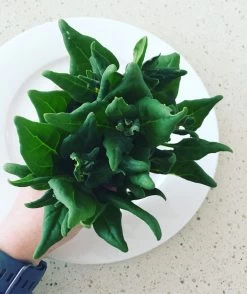 Warrigal Green Cuttings