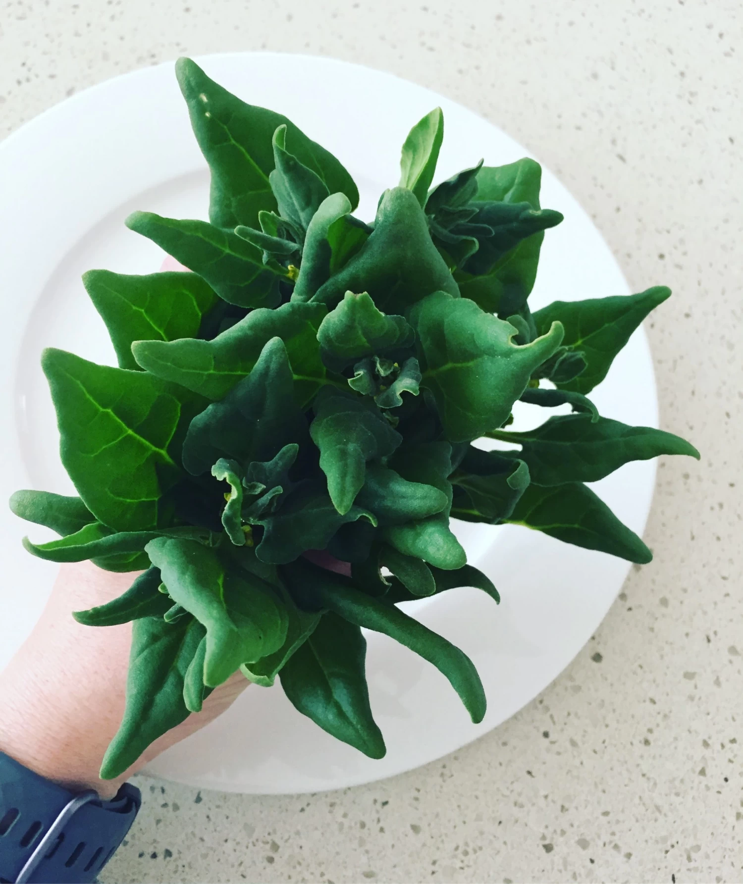 Warrigal Green Cuttings 2 Warrigal Green Cuttings