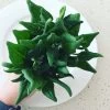 Warrigal Greens Seeds -Garden Fresh Shop Warrigal Greens scaled 2