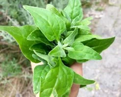 Tetragonia Tetragonioides – Warrigal Greens Seeds -Garden Fresh Shop Warrigal2BGreens2Bbunch