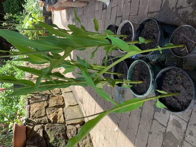 White Ginger Plant 4 White Ginger Plant - Image 2