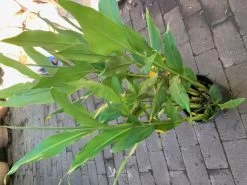 White Ginger Plant 7 White Ginger Plant -Garden Fresh Shop White ginger 2 1