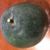 Indian Ash Gourd / Winter Melon Seeds 1 Indian Ash Gourd / Winter Melon Seeds -Garden Fresh Shop Winter Melon giant 1 1