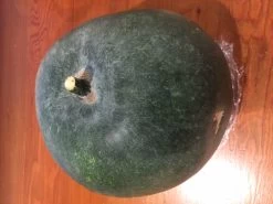 Indian Ash Gourd / Winter Melon Seeds