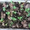 Yacon Seedling Plants 2 Yacon Seedling Plants -Garden Fresh Shop Yacon Seeds w green shoots