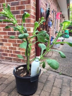 Yacon Seedling Plants -Garden Fresh Shop Yakon 9