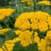 Yarrow Cloth Of Gold Seeds 1 Yarrow Cloth Of Gold Seeds -Garden Fresh Shop Yarrowclothofgold