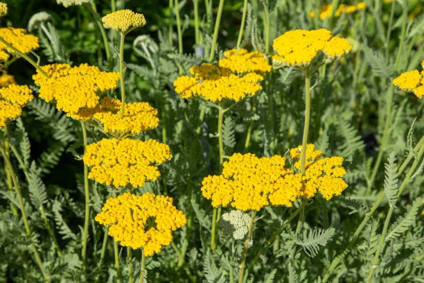 Yarrow Cloth Of Gold Seeds 4 Yarrow Cloth Of Gold Seeds - Image 2