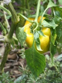 Yellow Capsicum ‘Amigo Gold’ – Capsicum Annuum Seeds -Garden Fresh Shop Yellow Capsicum Amigo Gold Capsicum Annuum