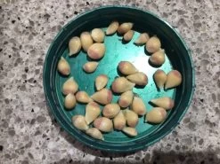 Other Yuzu (Lemon-Mandarin Fruit) Seeds -Garden Fresh Shop Yuzu 1.jpg