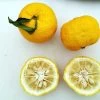 Other Yuzu (Lemon-Mandarin Fruit) Seeds 1 Other Yuzu (Lemon-Mandarin Fruit) Seeds -Garden Fresh Shop Yuzu 2
