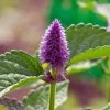 Anise Hyssop Seeds 2 Anise Hyssop Seeds -Garden Fresh Shop aNISE HYSSOP2