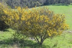 Acacia Paradoxa – Hedge Wattle Seeds -Garden Fresh Shop acacia paradoxa hab david blair