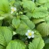 Alpine Strawberry Runners 2 Alpine Strawberry Runners -Garden Fresh Shop alpine strawberry
