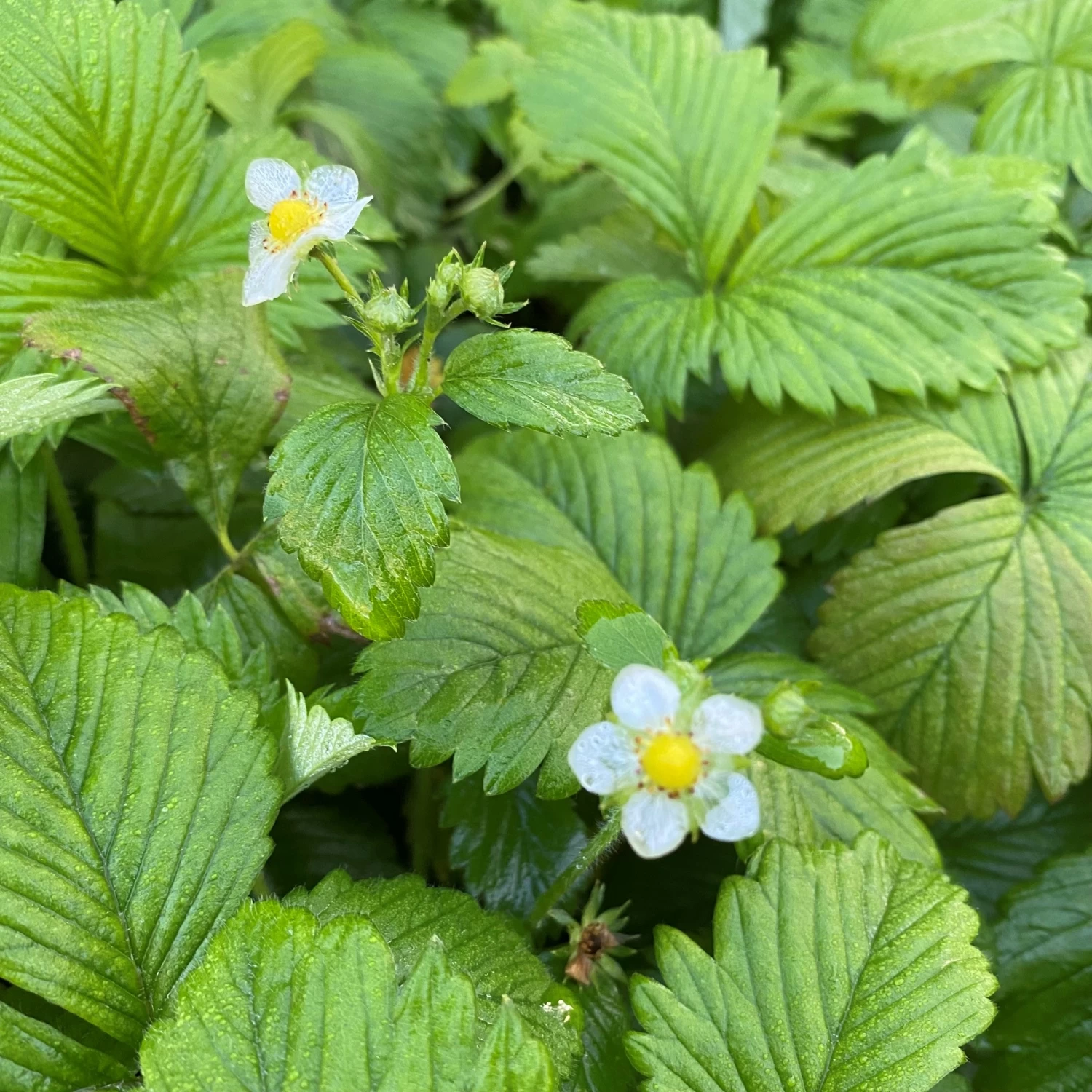 Alpine Strawberry Runners 3 Alpine Strawberry Runners