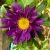 Aster Giant Ray Mix Seeds -Garden Fresh Shop astergiantray1