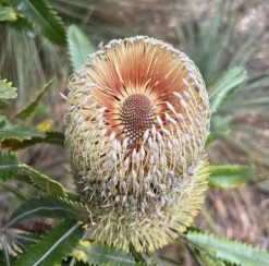 Banksia Serrata – Saw-tooth Banksia Seeds