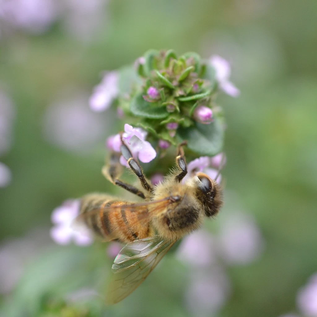 Thyme Winter Seeds 3 Thyme Winter Seeds