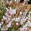 Gaura – Beeblossom Seeds -Garden Fresh Shop bees scaled 1