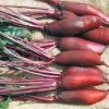 Beetroot – Cylindra Seeds -Garden Fresh Shop beetroot cylindra