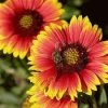 Gaillardia Blanket Flower Seeds 1 Gaillardia Blanket Flower Seeds -Garden Fresh Shop blanket2