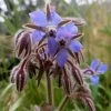 Borage Seeds -Garden Fresh Shop borage