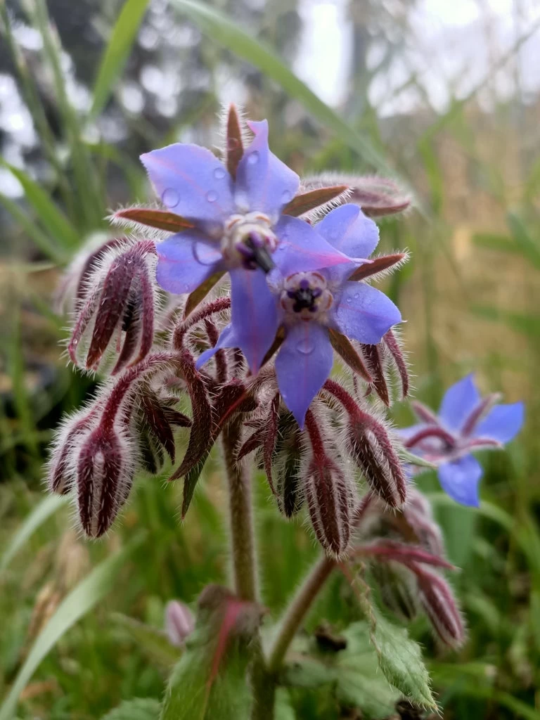 Borage Seeds 3 Borage Seeds