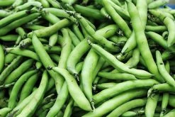 Broad Bean Coles Dwarf Seeds