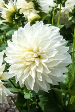 White Decorative Dahlia Seeds -Garden Fresh Shop c748350dfe977b31691ccf9a48c4d5dd