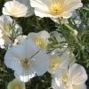 Californian Poppy Alba White Seeds -Garden Fresh Shop californianpoppyAlbawhite