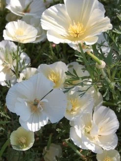 Californian Poppy Alba White Seeds