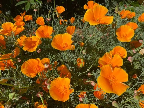 Californian Poppy Orange Seeds 3 Californian Poppy Orange Seeds