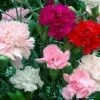 Carnation Chabud Giant Seeds -Garden Fresh Shop carnation1