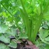 Celery Tango Seeds -Garden Fresh Shop celery2