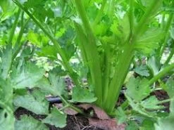 Celery Tango Seeds