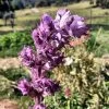 Clary Sage Seeds -Garden Fresh Shop clarymine