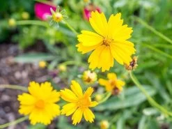 Garden Fresh Shop -Garden Fresh Shop coreopsis2