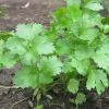 Coriander Herb Seeds -Garden Fresh Shop coriander