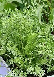 Coriander Confetti Seeds 5 Coriander Confetti Seeds - Image 3