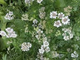 Coriander Confetti Seeds 4 Coriander Confetti Seeds - Image 2