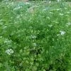 Coriander Confetti Seeds -Garden Fresh Shop coriander confetti3