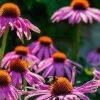 Echinacea Seeds 2 Echinacea Seeds -Garden Fresh Shop echinacea