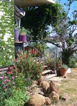 Bottlebrush, Seeds From Callistemon ‘Purple Splendour’ Seeds -Garden Fresh Shop entrance with Bottlebrush Callistemon ‘Purple Splendour