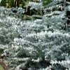 Silver Dollar Eucalyptus Pulverulenta (Silver-leaved Mountain Gum) Seeds 1 Silver Dollar Eucalyptus Pulverulenta (Silver-leaved Mountain Gum) Seeds -Garden Fresh Shop eucalyptus pulverulenta small