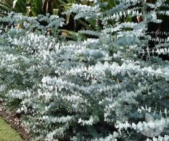 Silver Dollar Eucalyptus Pulverulenta (Silver-leaved Mountain Gum) Seeds